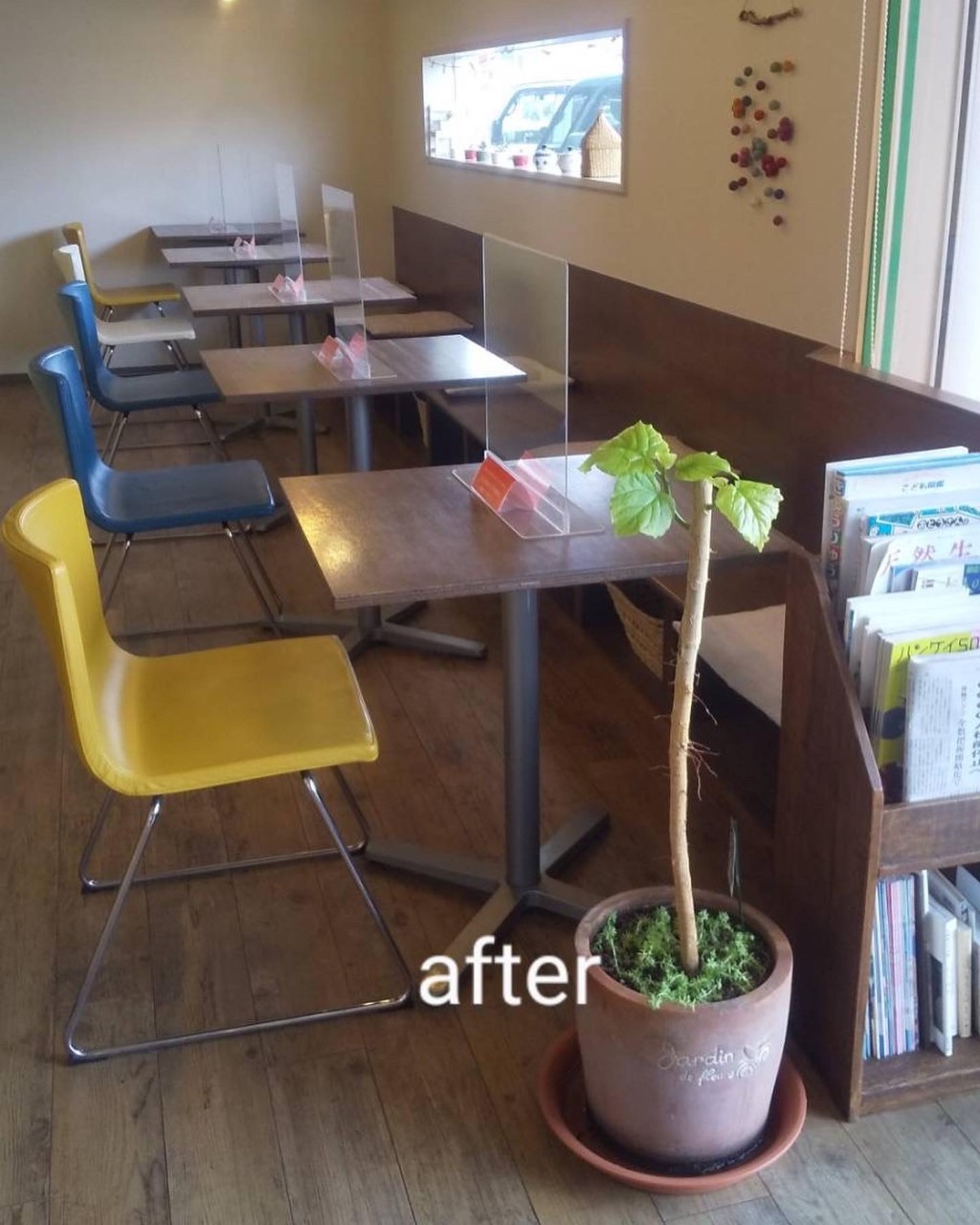 すっきり剪定。新しい葉っぱが出てきています。<br>